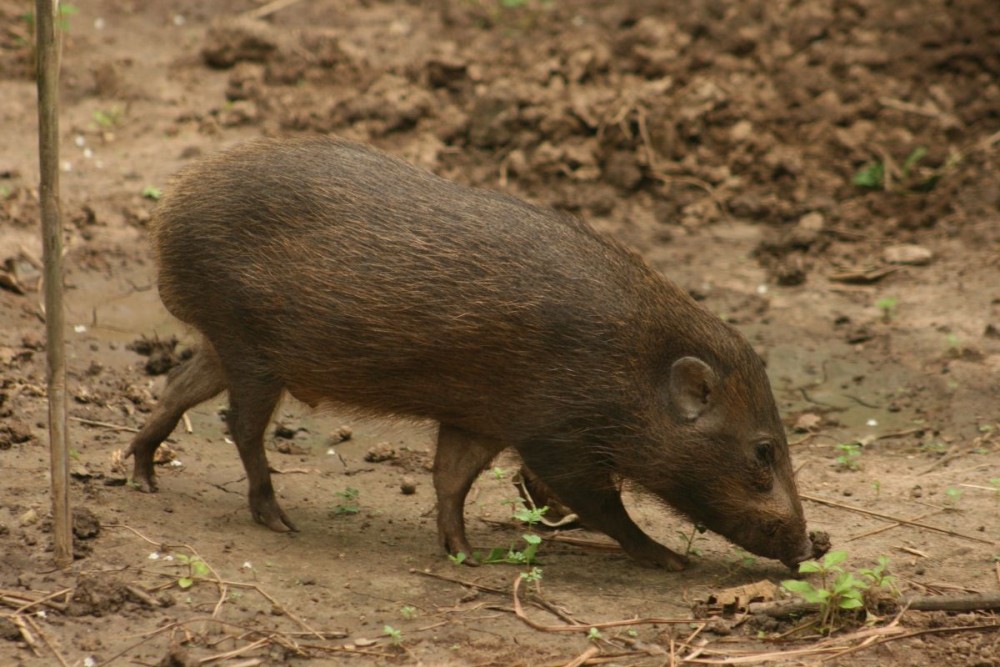 Discover the Pygmy Hog: India's Remarkable Tiny Survivor and Nest Builder