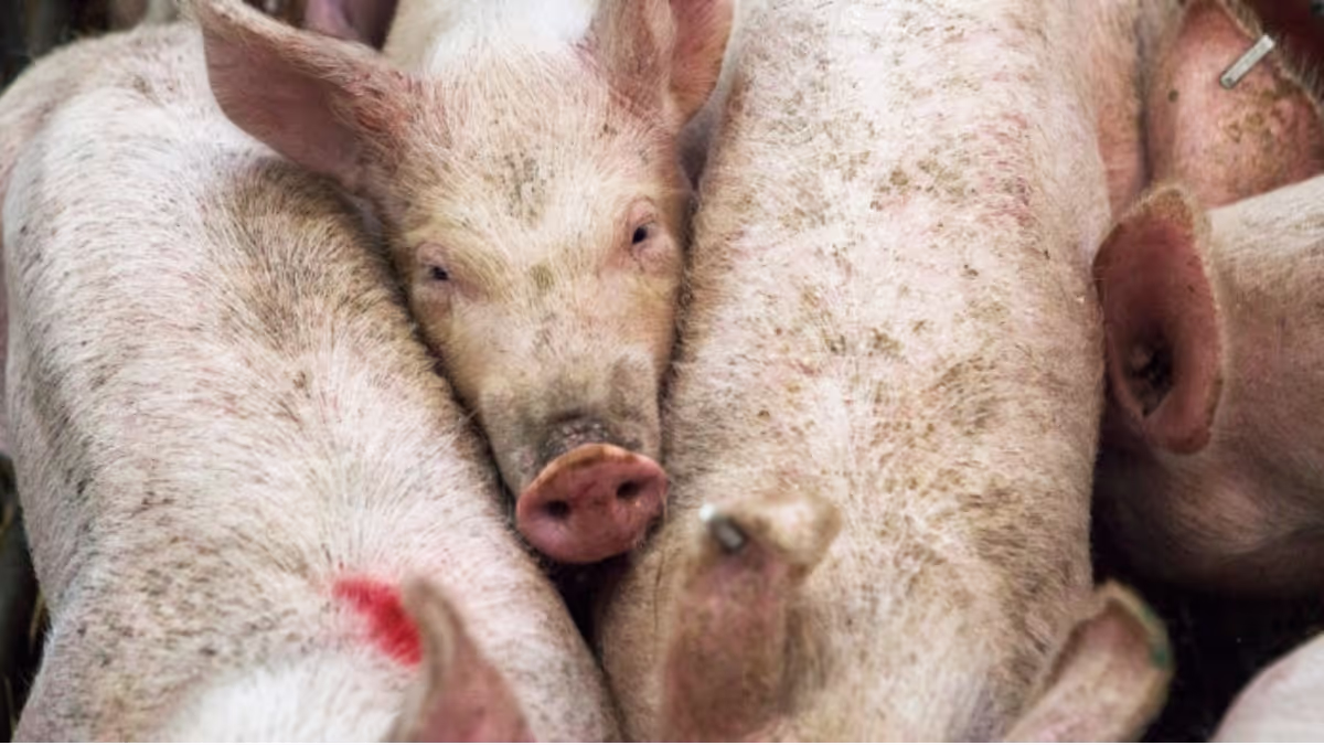 Assam Bans Pig Movement Amid Urgent ASF Outbreak: What You Need to Know