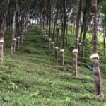 Overcoming Logistics Challenges: Boosting Growth in Tripura's Rubber Industry