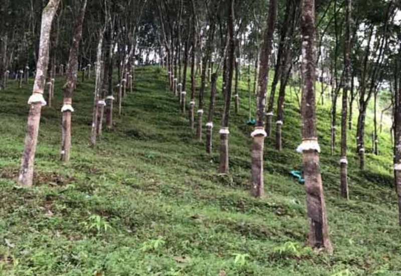 Overcoming Logistics Challenges: Boosting Growth in Tripura's Rubber Industry