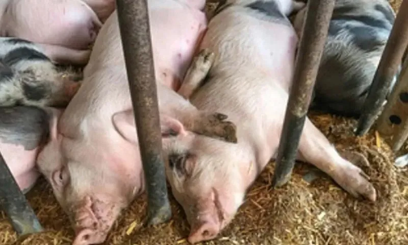 Dibrugarh's Urgent Action: New 'Infected Zones' Amid African Swine Fever Outbreak