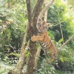 Rare Royal Bengal Tiger Cub Captured Near Gangtok: A Stunning Discovery!