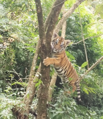 Rare Royal Bengal Tiger Cub Captured Near Gangtok: A Stunning Discovery!