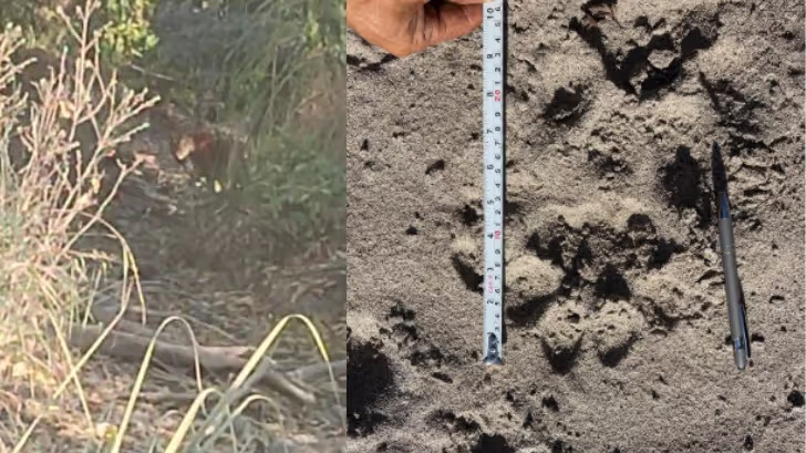 Rare Royal Bengal Tiger Spotted in Pasighat's Siku Forest: A Conservation Victory!