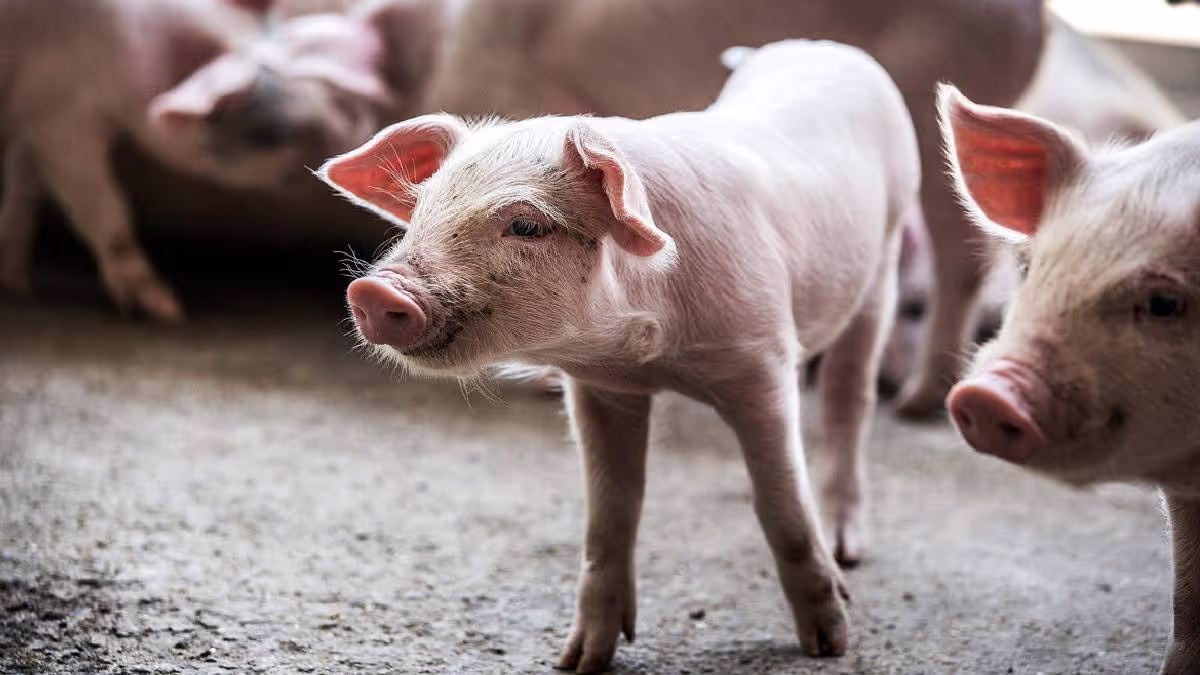 African Swine Fever Alarm: Epicenter in Tripura Sparks Urgent Restrictions