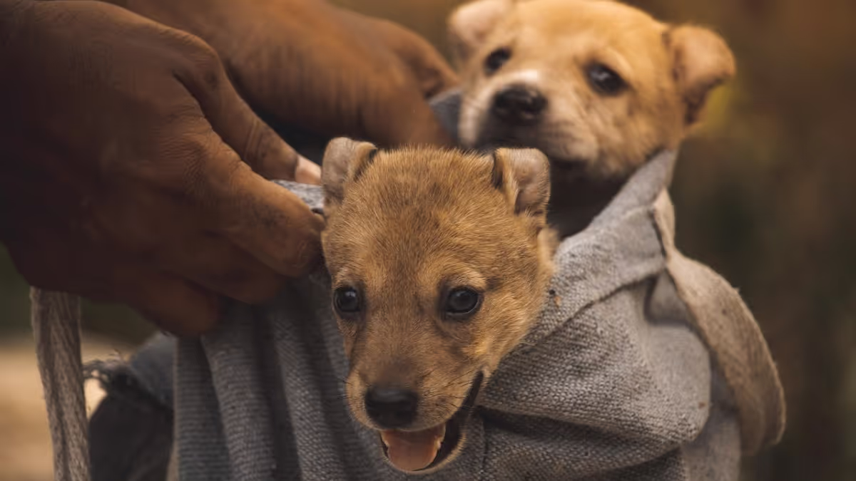 Heartwarming Rescue: Six Puppies Saved from Illegal Dog Meat Trade in Assam