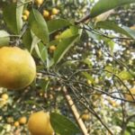 Darjeeling Mandarins Achieve GI Tag: A Ray of Hope for Growers' Revival