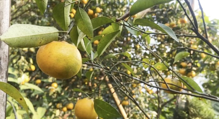Darjeeling Mandarins Achieve GI Tag: A Ray of Hope for Growers' Revival