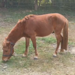 Urgent Rescue: Animals Freed from Digboi Circus Amid Cruelty Allegations