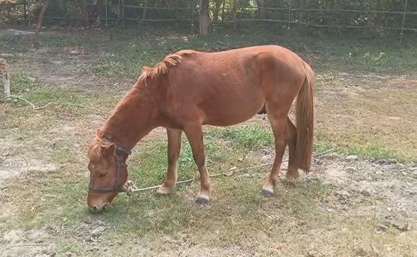 Urgent Rescue: Animals Freed from Digboi Circus Amid Cruelty Allegations