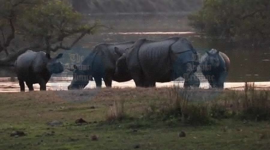 Assam's Bold Wildlife Pact: Sending 50 Wild Buffaloes and Rhinos to MP