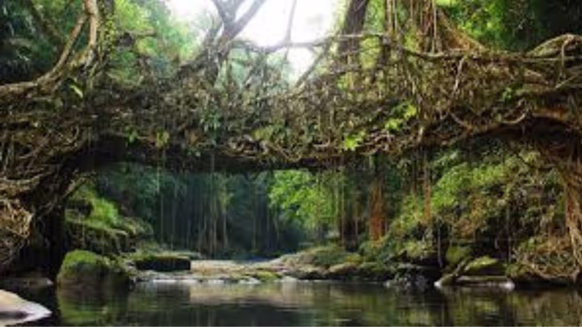 Meghalaya's Living Root Bridges: A Step Closer to UNESCO World Heritage Status