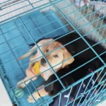 Outrage as Guwahati Pet Shops Accused of Cruelty and Illegal Breeding
