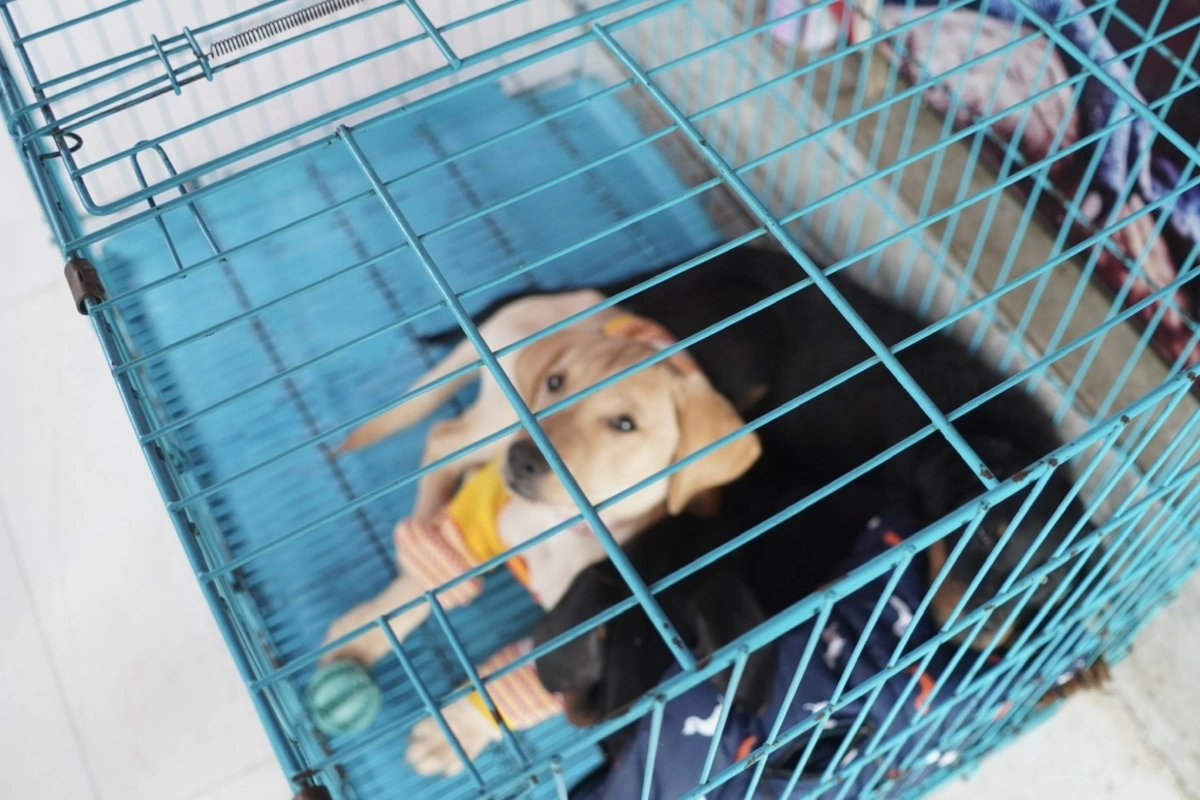 Outrage as Guwahati Pet Shops Accused of Cruelty and Illegal Breeding