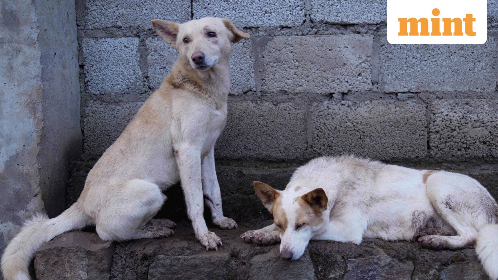 Heartbreaking Revelation: Telangana Sarpanch Admits to Hiring ‘Dog Killers’ in Shocking Mass Killing of Nearly 100 Stray Dogs