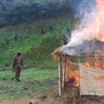 Breaking News: Security Forces Eradicate 306 Acres of Illegal Poppy Fields in Manipur