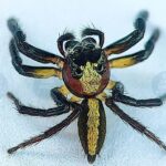 Rare Jumping Spider Spotted for the First Time in Assam's Barak Valley