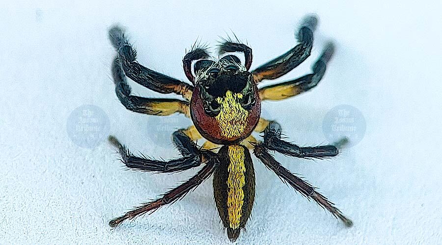Rare Jumping Spider Spotted for the First Time in Assam's Barak Valley