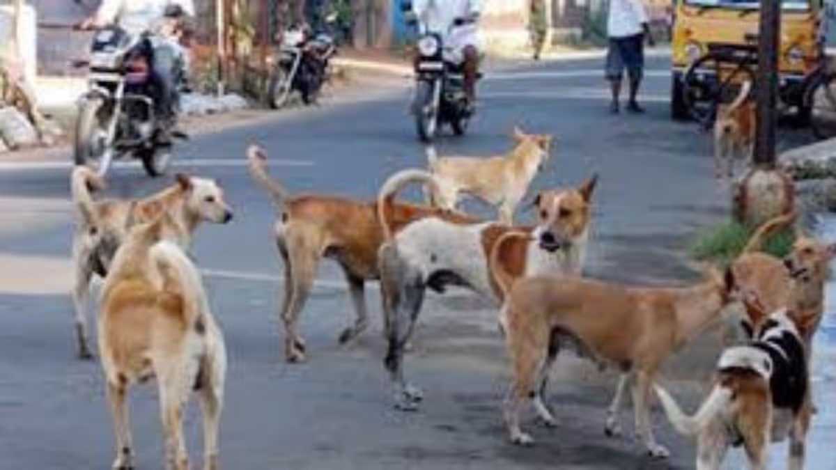Street Dogs Vanishing in Agartala: NGOs Raise Alarm Over Illegality