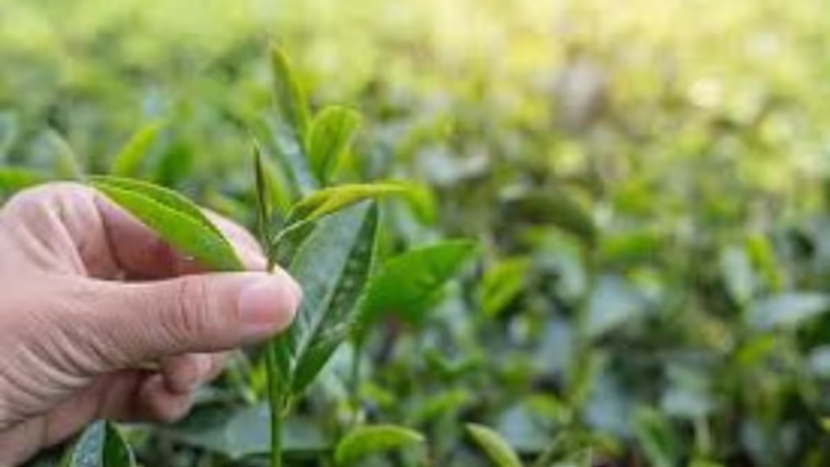 Tripura Tea Auction Centre Opens by April — Major Transport Subsidy