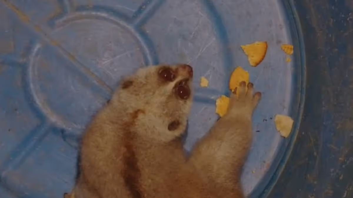 Rescued: Endangered Baby Slow Loris Saved from Stray Dogs in Bokakhat