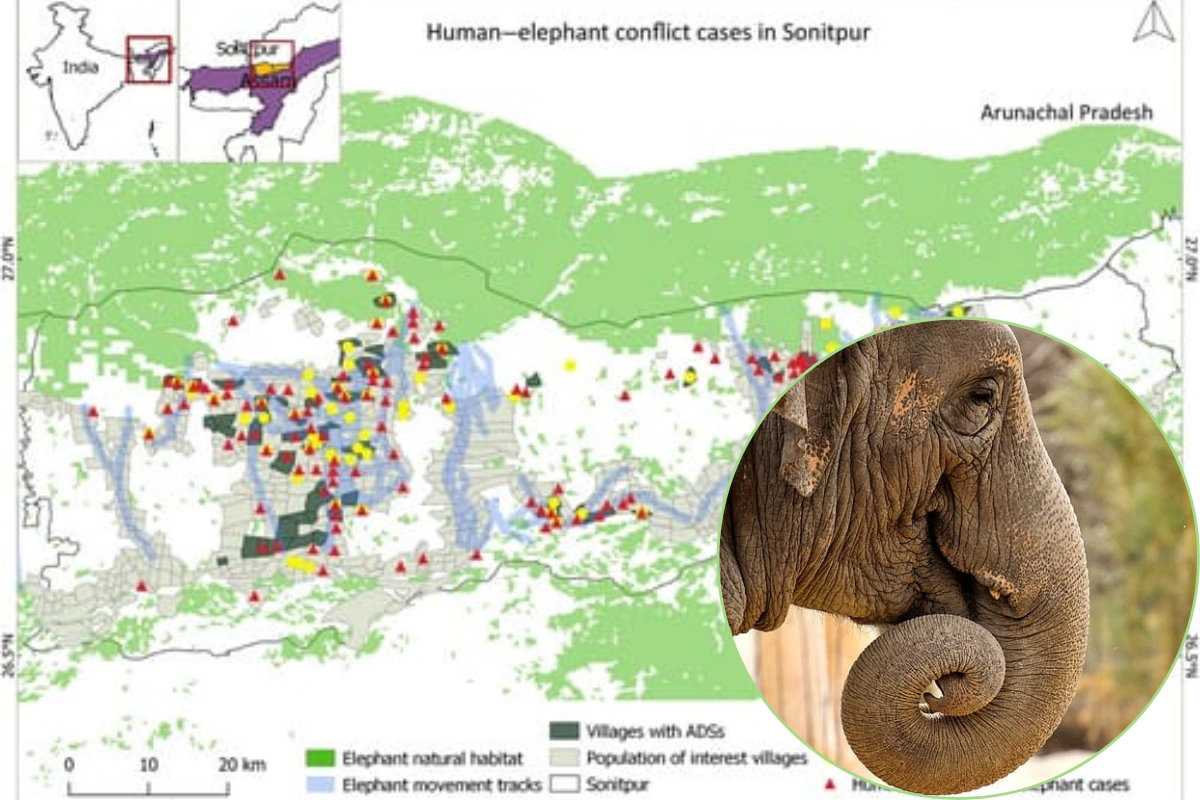 Alarming Rise in Sonitpur Elephant Deaths Despite Conflict Management