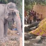 Court Orders Ignored: Young Elephant Suman Dies in Northeast