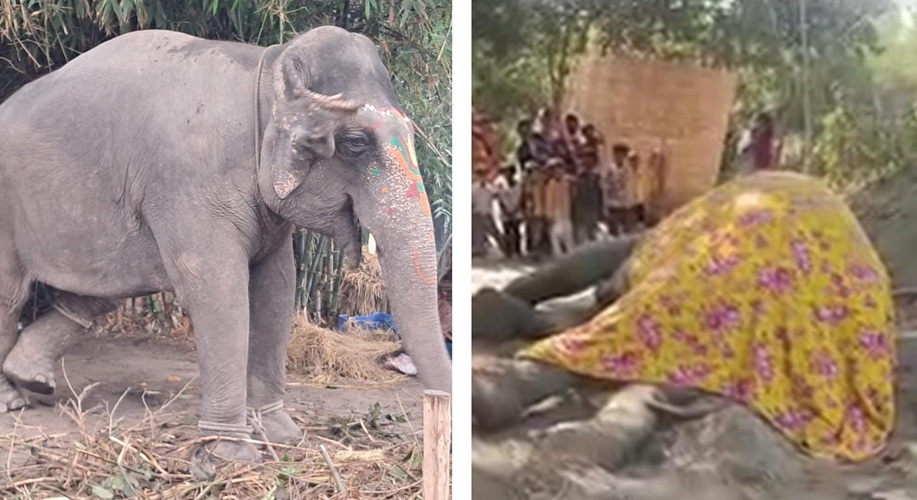 Court Orders Ignored: Young Elephant Suman Dies in Northeast