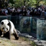 Why China's Panda Diplomacy Is Backfiring for Beijing