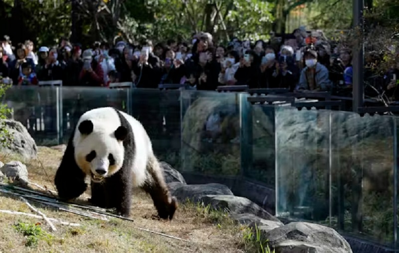 Why China's Panda Diplomacy Is Backfiring for Beijing