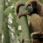 Tragic Loss: Endangered Hoolock Gibbon Electrocuted in Assam