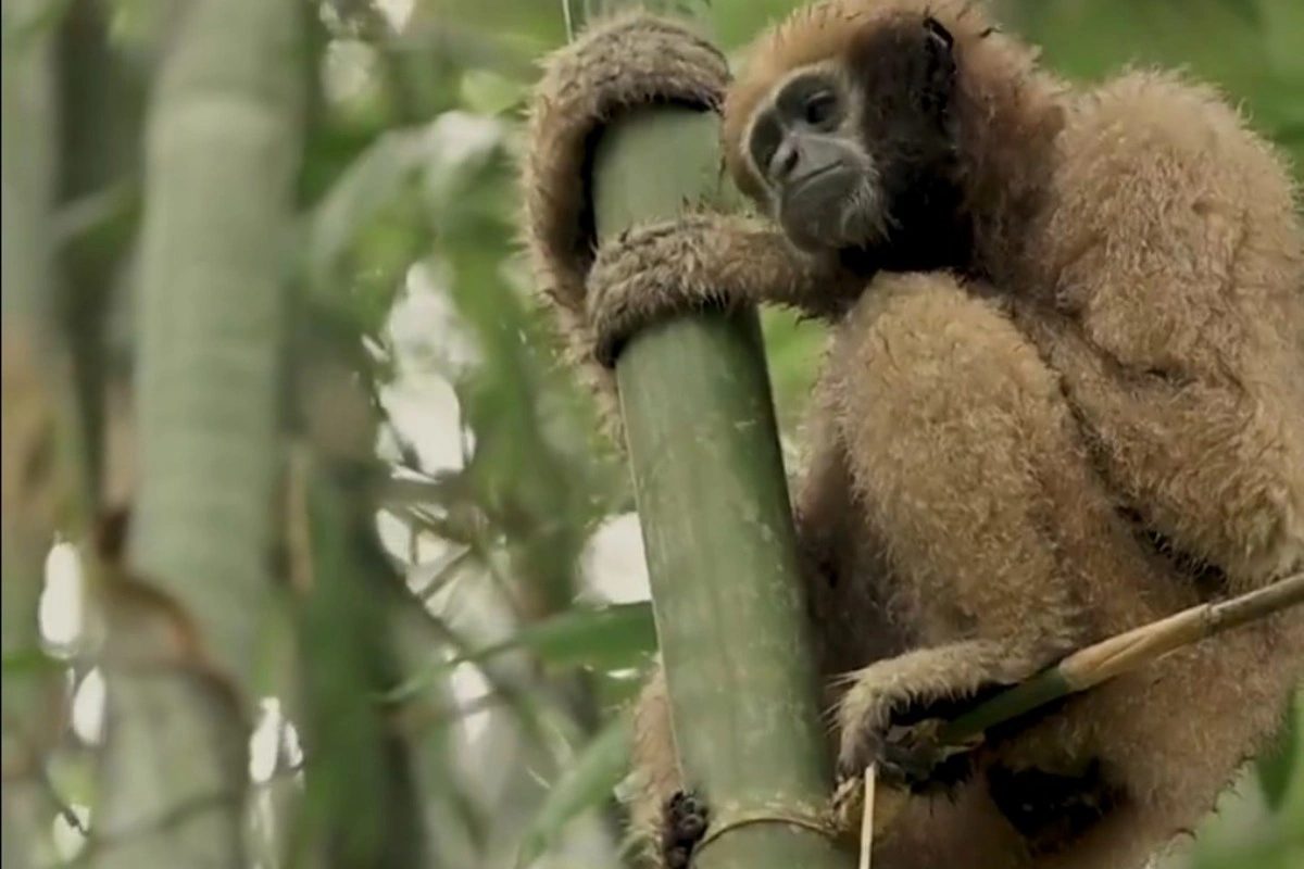 Tragic Loss: Endangered Hoolock Gibbon Electrocuted in Assam