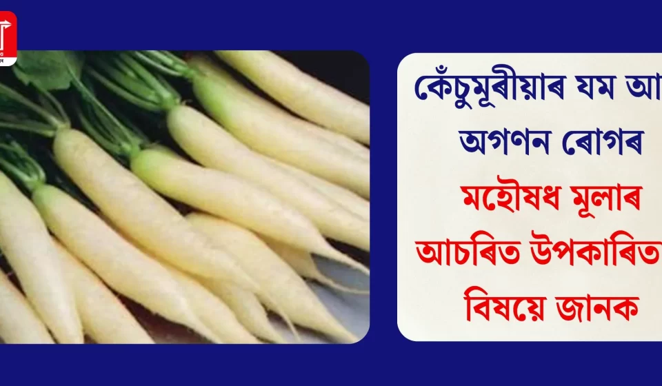 কেঁচুমূৰীয়াৰ যম: অগণন ৰোগৰ মহৌষধ মূলাৰ আচৰ্য্য উপকাৰিতা জানক