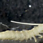 ZSI Scientists Unearth New Wingless Micro-Arthropod in Sikkim