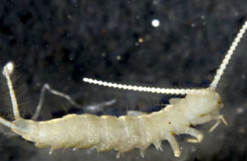 ZSI Scientists Unearth New Wingless Micro-Arthropod in Sikkim