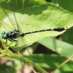 Sikkim University Discovers 11 New Dragonfly & Damselfly Species
