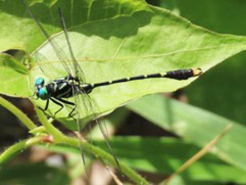 Sikkim University Discovers 11 New Dragonfly & Damselfly Species