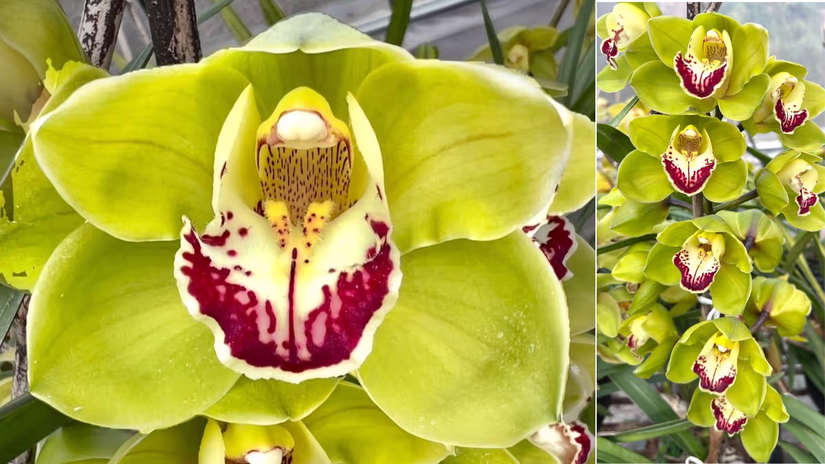 Sikkim Orchid Named Seujia Kaziranga, Boosts Assam Biodiversity