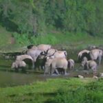 Tripura's Four Khowai Elephant Passes: Protecting Trains & Wildlife