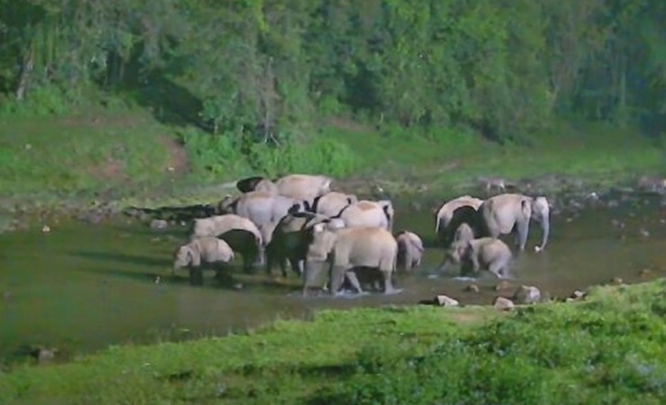 Tripura's Four Khowai Elephant Passes: Protecting Trains & Wildlife