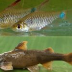 Nagaland Rivers Reveal Two New Fish Species — Scholar’s Wish Fulfilled