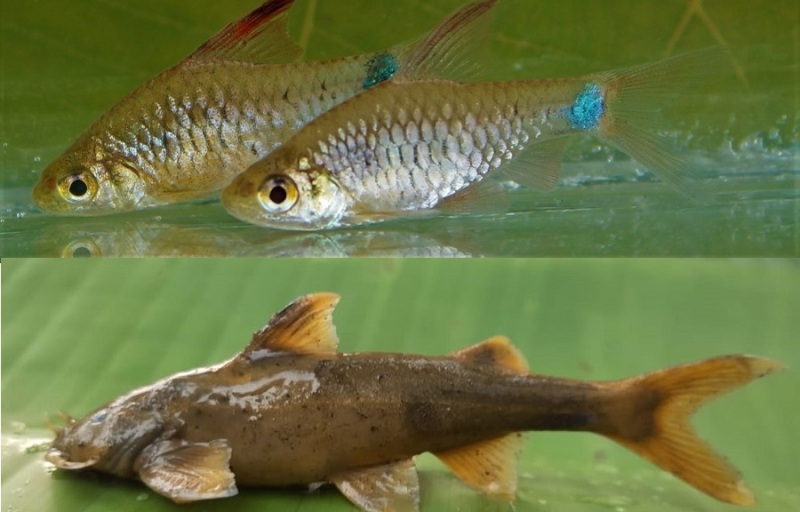 Nagaland Rivers Reveal Two New Fish Species — Scholar’s Wish Fulfilled