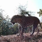 Groundbreaking Study: 34 Big Cats Captured; Total Estimated 55