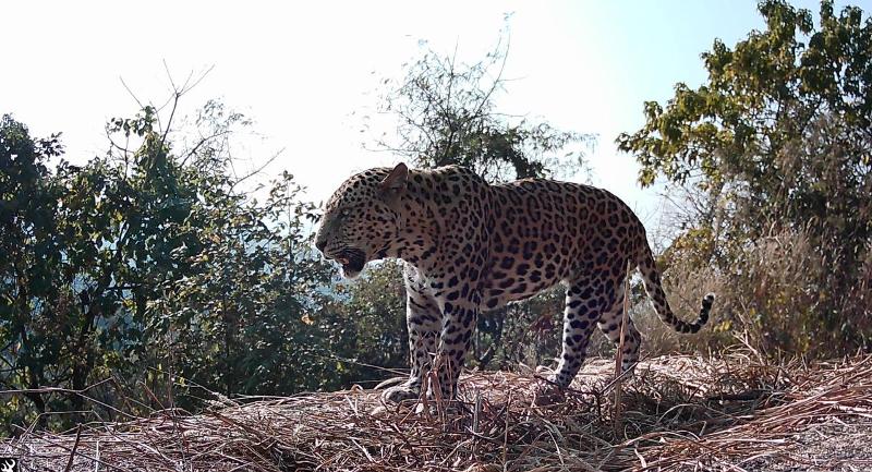 Groundbreaking Study: 34 Big Cats Captured; Total Estimated 55