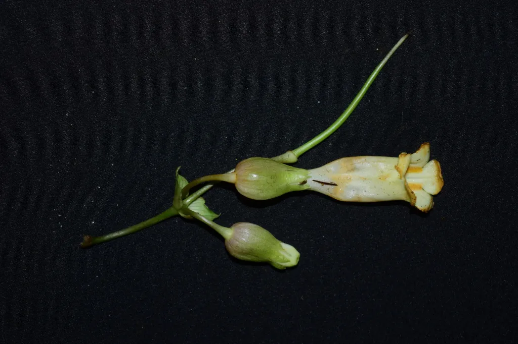 Hidden in Plain Sight: Stunning New Species Discovered in Arunachal