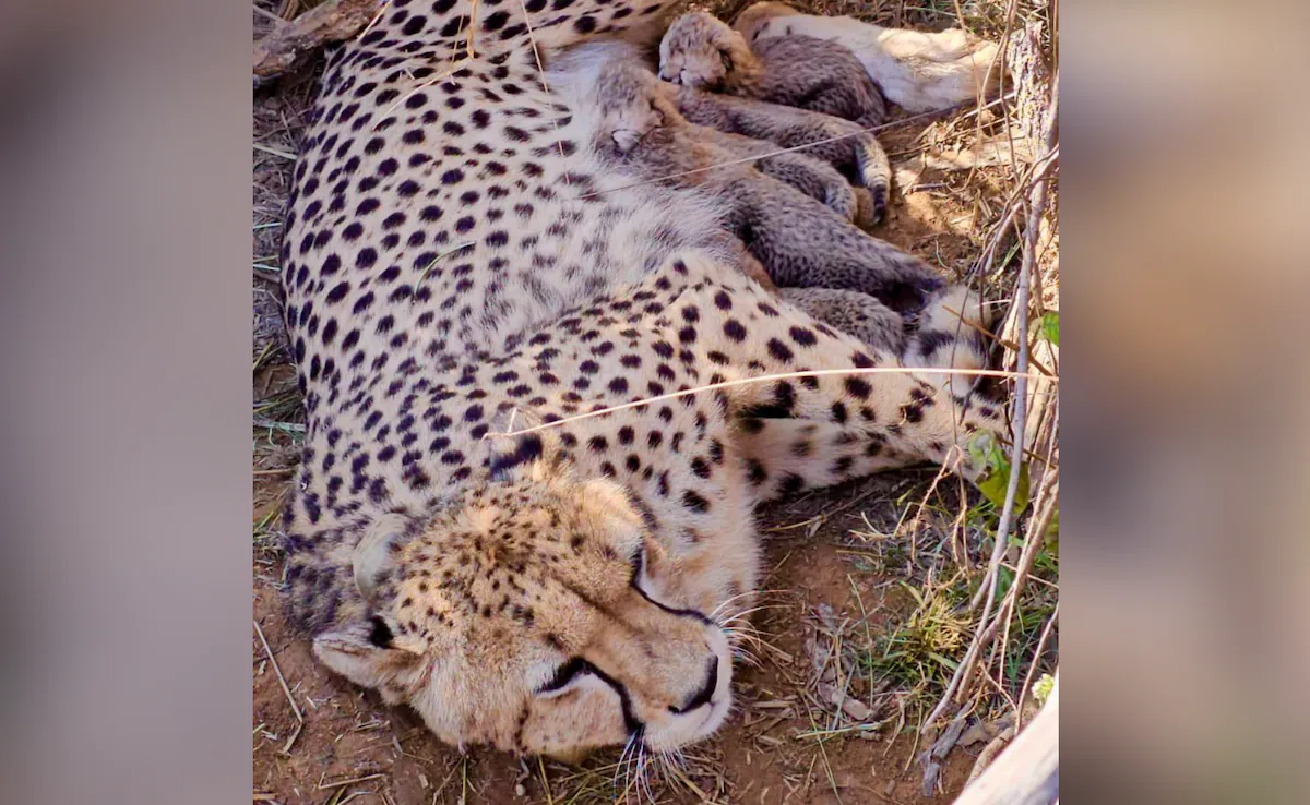 Conservation Win: Cheetah Count Tops 53 After Jwala's Five Cubs