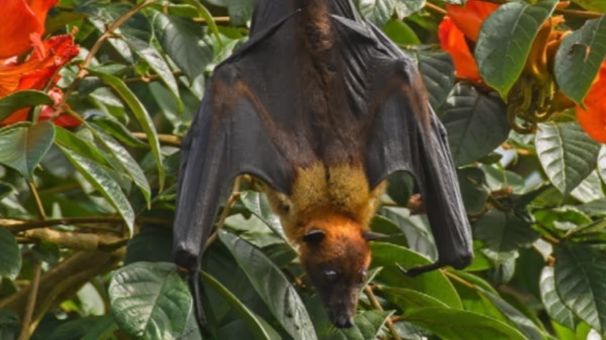 Urgent: National Report Warns of Severe Bat Habitat Crisis in Assam