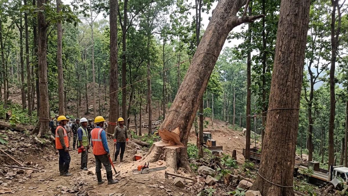 Gauhati High Court’s Aizawl Bench Halts Lammual Tree Felling