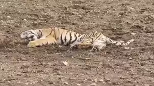 Shock in Madhya Pradesh: Cub & Adult Tiger Found Dead in Kanha
