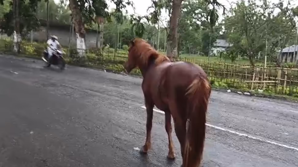 Urgent: Flooded Grasslands Push Dibru-Saikhowa Feral Horses onto NH-37